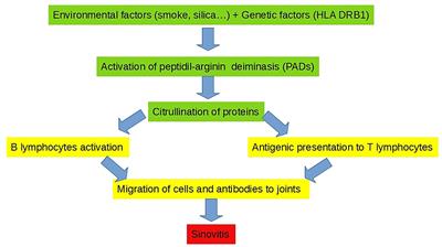 Interstitial Lung Disease in Rheumatoid Arthritis: A Practical Review